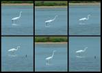 (24) montage (great white egret).jpg    (1000x720)    242 KB                              click to see enlarged picture